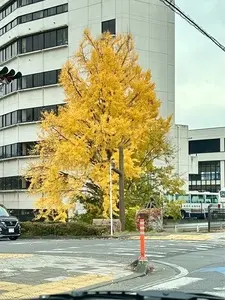 フラガ★デリカ 桐生巴町店