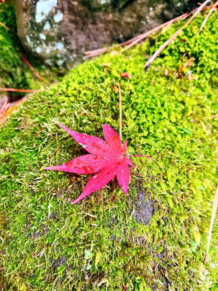 本間美術館庭園（鶴舞園）