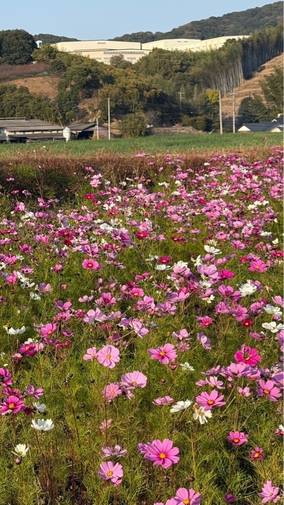 みぃさんが投稿したイオンモール 綾川に関する口コミの画像