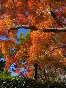 茶室 松柏亭（チャシツショウハクテイ）