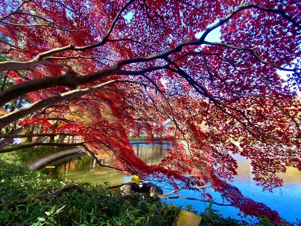calm_gift_1030さんが投稿した長林寺に関する口コミの画像