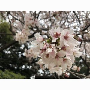 新宿御苑の桜