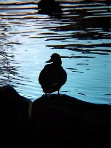 御池の紅葉