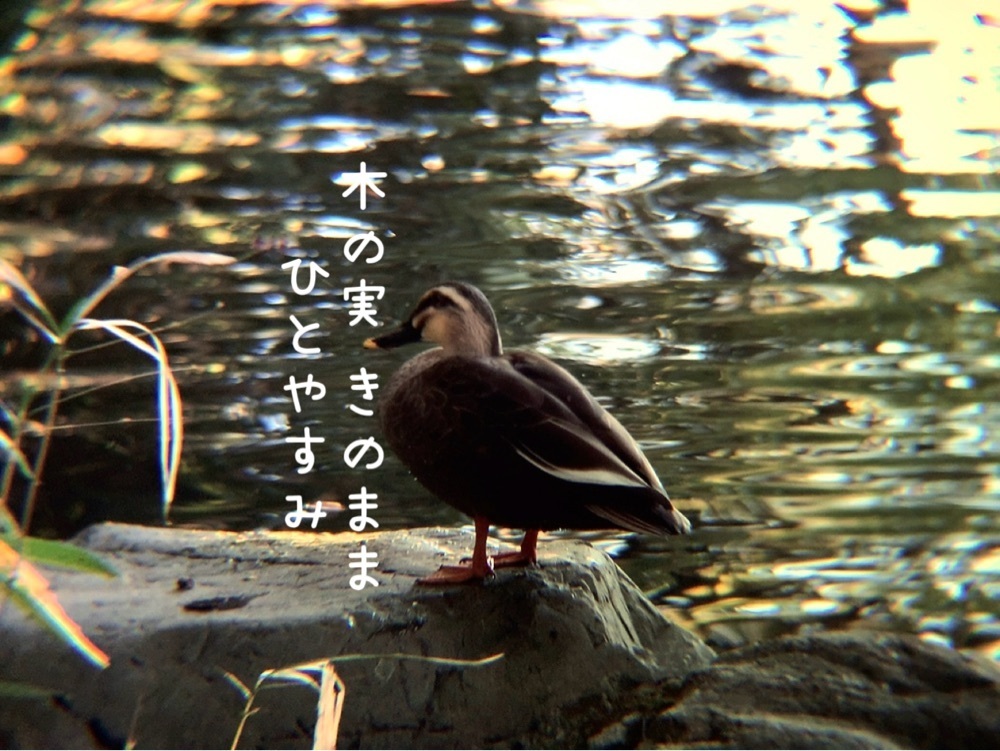 兎きち さんが投稿した御池の紅葉に関する口コミの画像