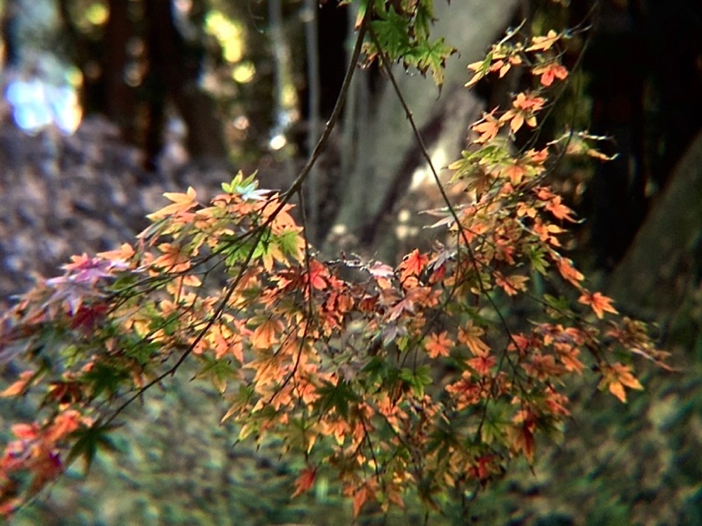 兎きち さんが投稿した御池の紅葉に関する口コミの画像