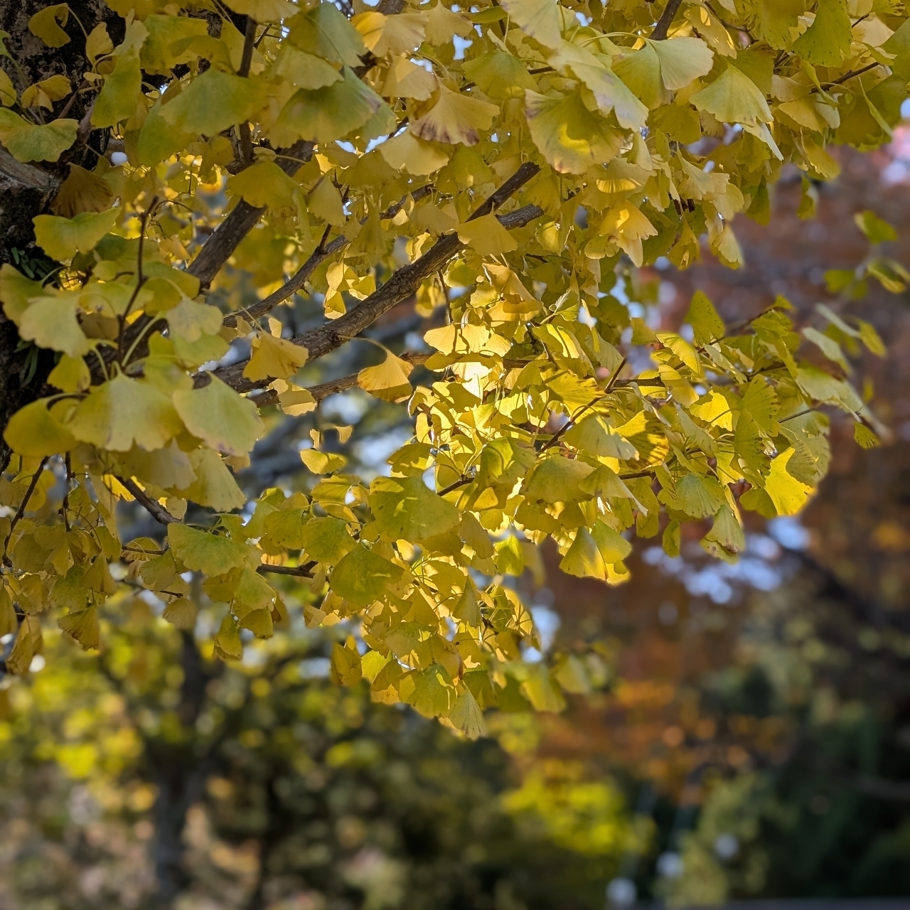 ぬっくさんが投稿した瓜割の滝(若狭瓜割名水公園)に関する口コミの画像