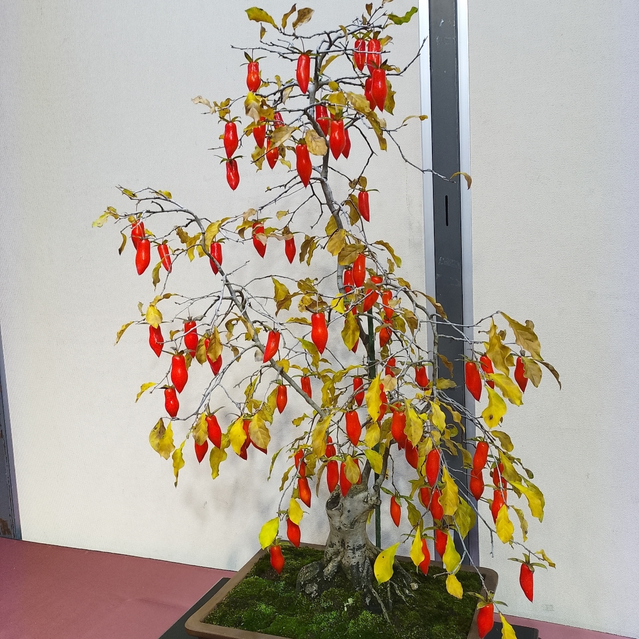 のんびりんこさんが投稿したららん藤岡「花の交流館」のらん(シンビジウム)に関する口コミの画像