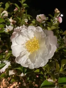 山茶花の湯
