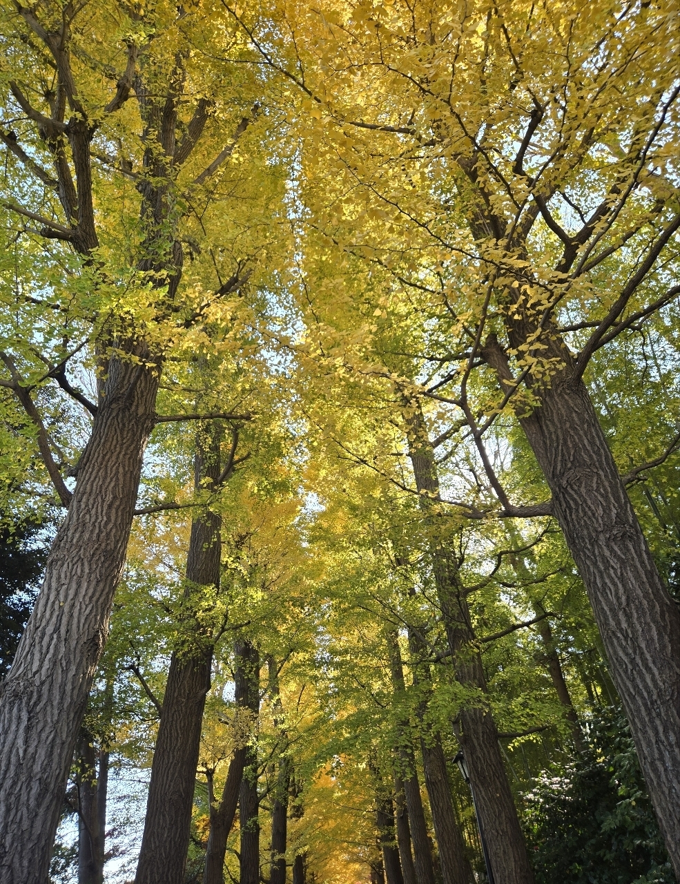 じゅりぽんさんが投稿した大田黒公園に関する口コミの画像