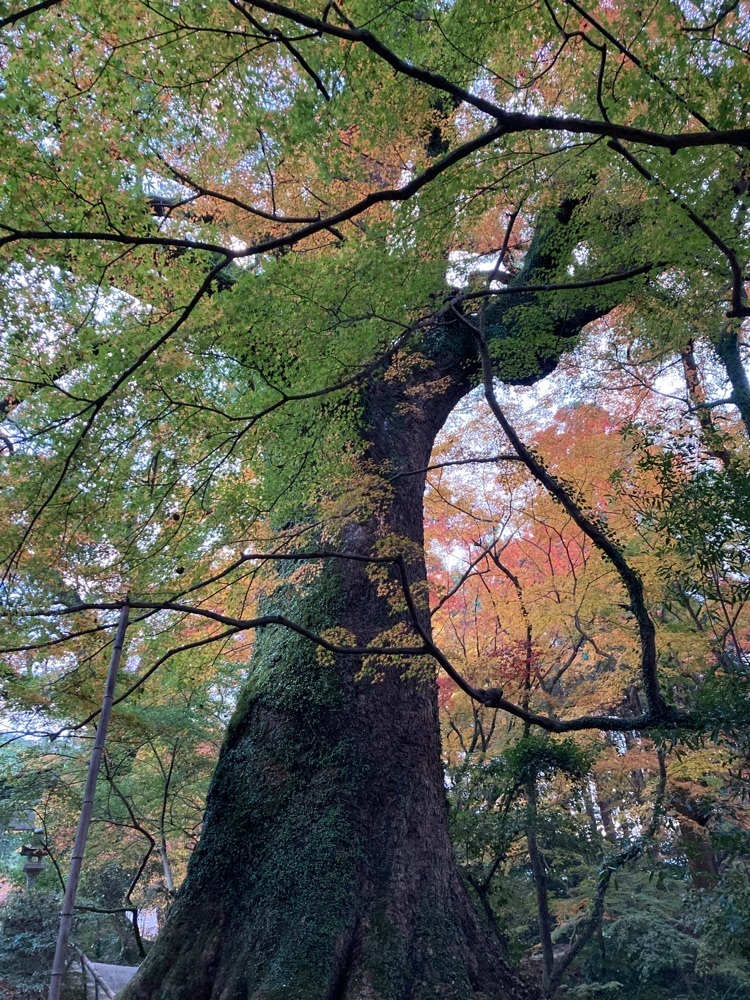 ゴンさんが投稿した仁比山神社（山王さん）に関する口コミの画像