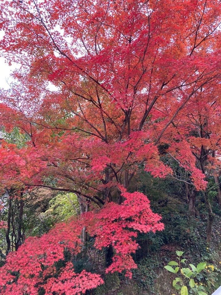 ゴンさんが投稿した仁比山神社（山王さん）に関する口コミの画像