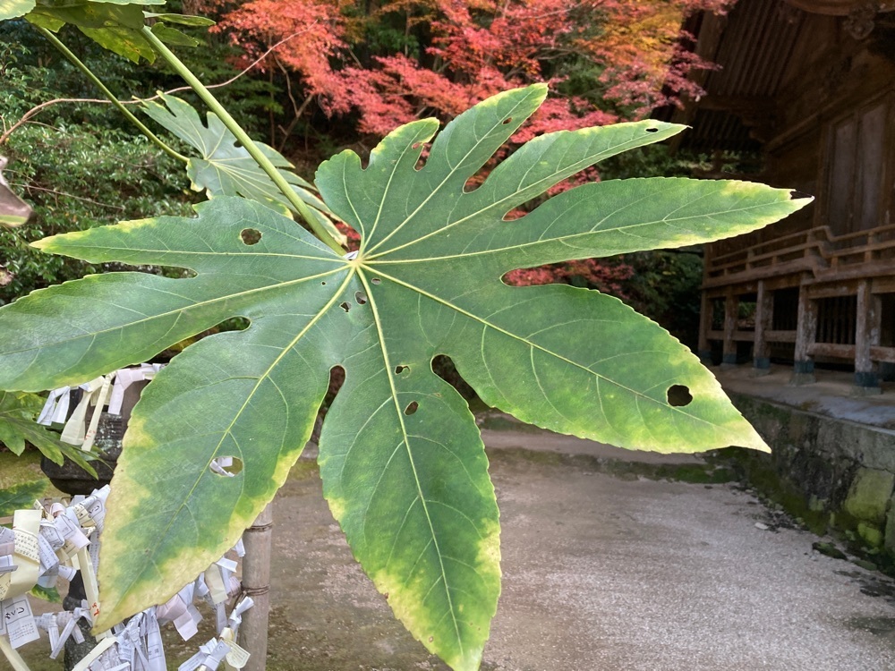 ゴンさんが投稿した仁比山神社（山王さん）に関する口コミの画像