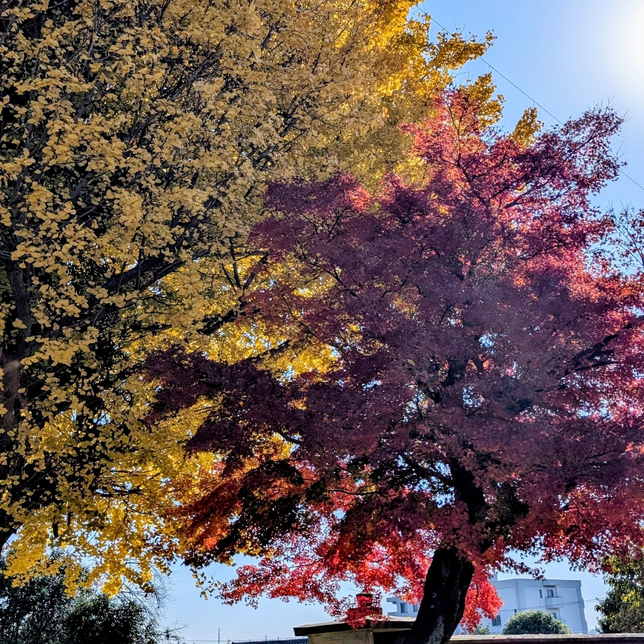 ぬっくさんが投稿した宗英寺のイチョウに関する口コミの画像