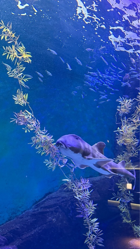 みぃさんが投稿した四国水族館に関する口コミの画像