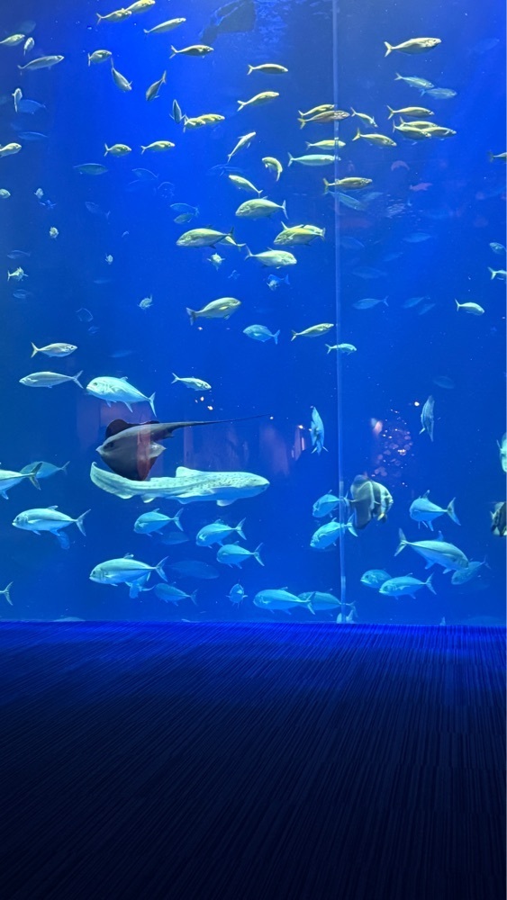 みぃさんが投稿した四国水族館に関する口コミの画像