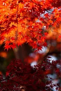 禅林寺永観堂の紅葉