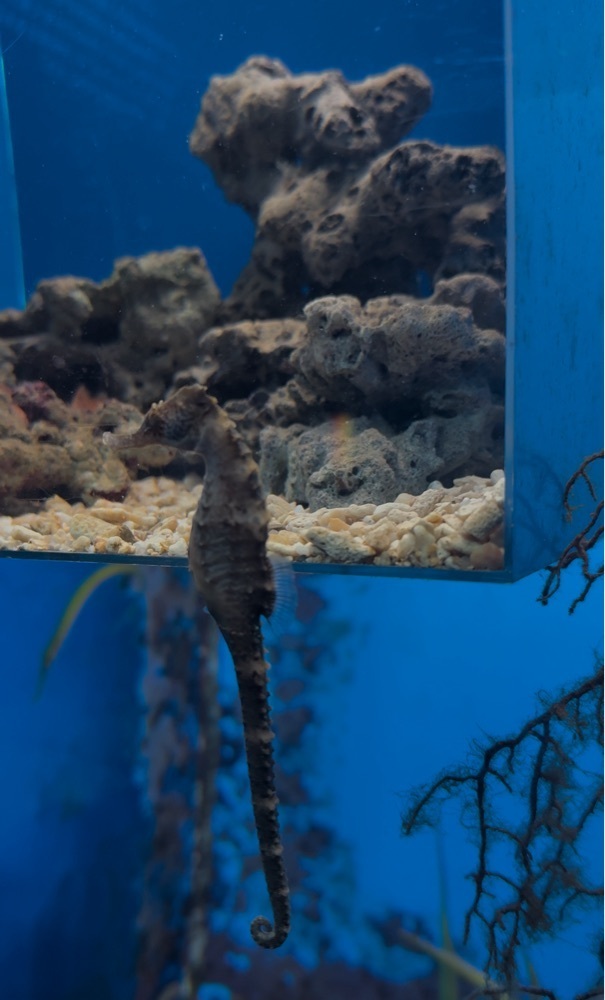 ぺたこ♡さんが投稿した串本海中公園　水族館に関する口コミの画像