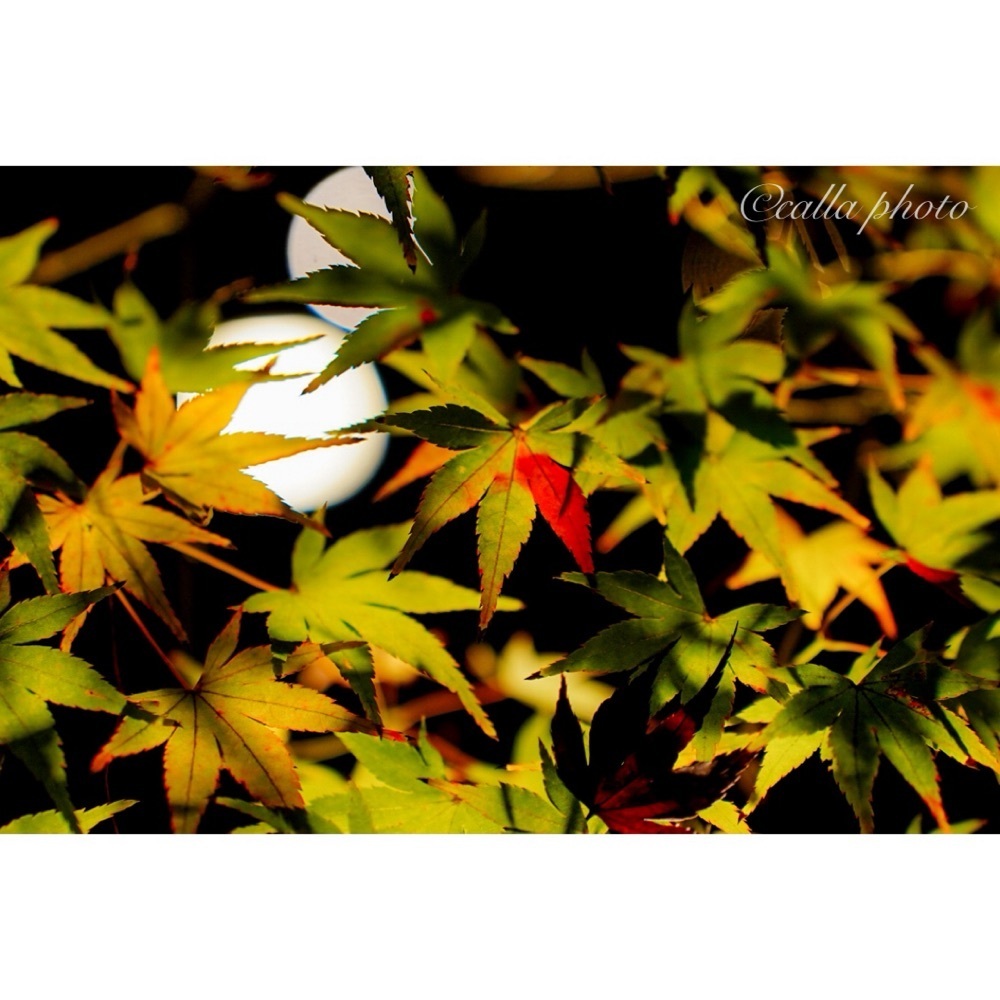 urban_garden_243aさんが投稿したしょうざん庭園に関する口コミの画像