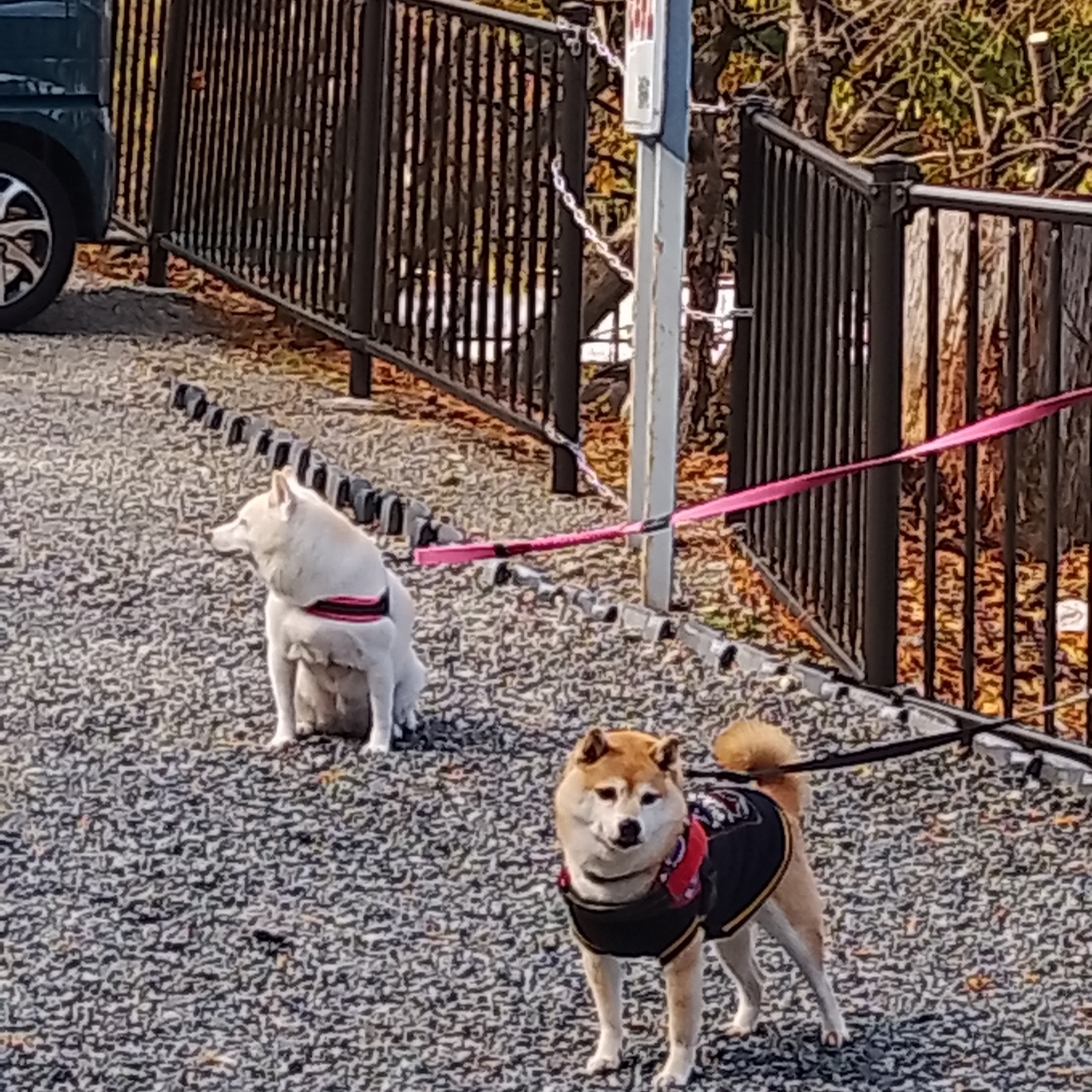 のんびりんこさんが投稿した伊香保神社に関する口コミの画像