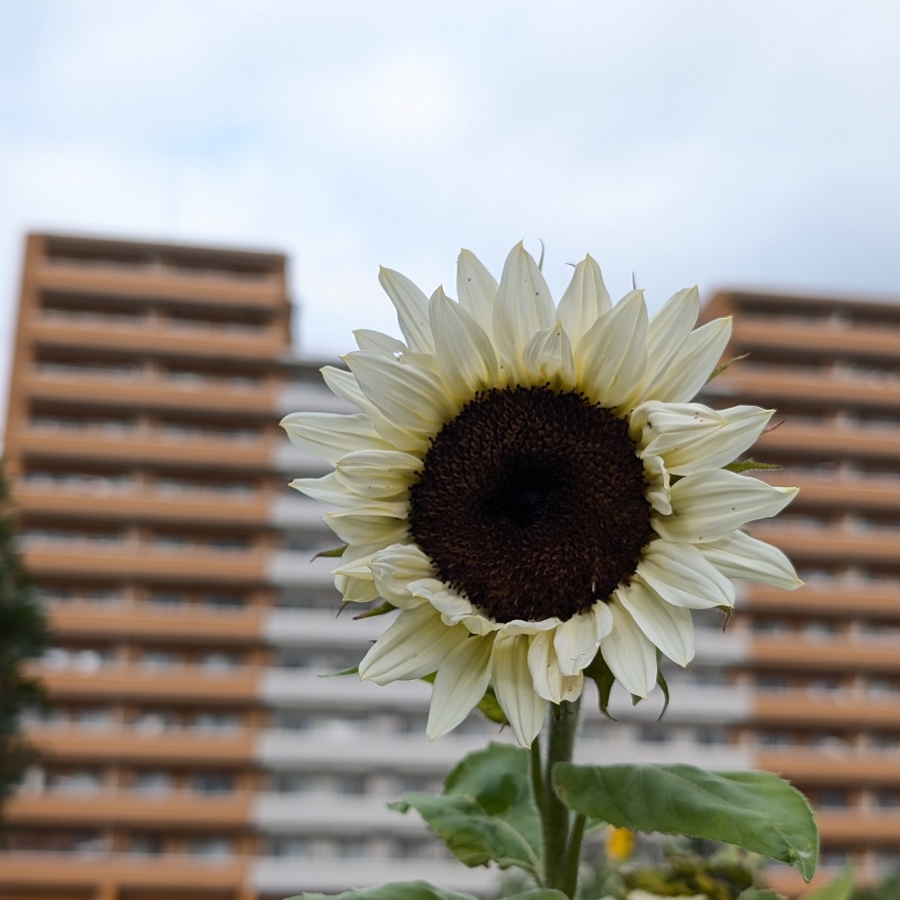 Pさんが投稿したかにが沢公園に関する口コミの画像