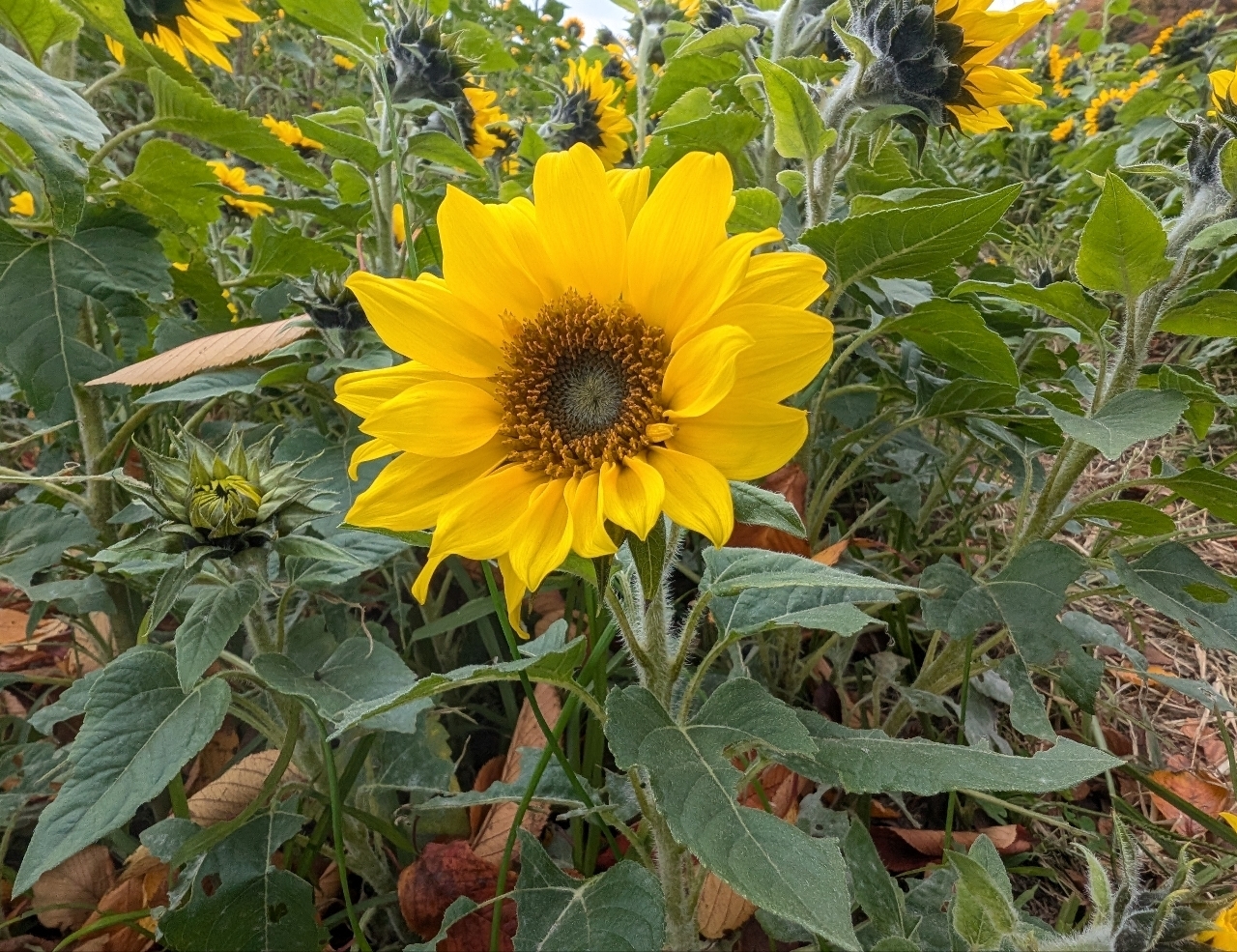 Pさんが投稿したかにが沢公園に関する口コミの画像