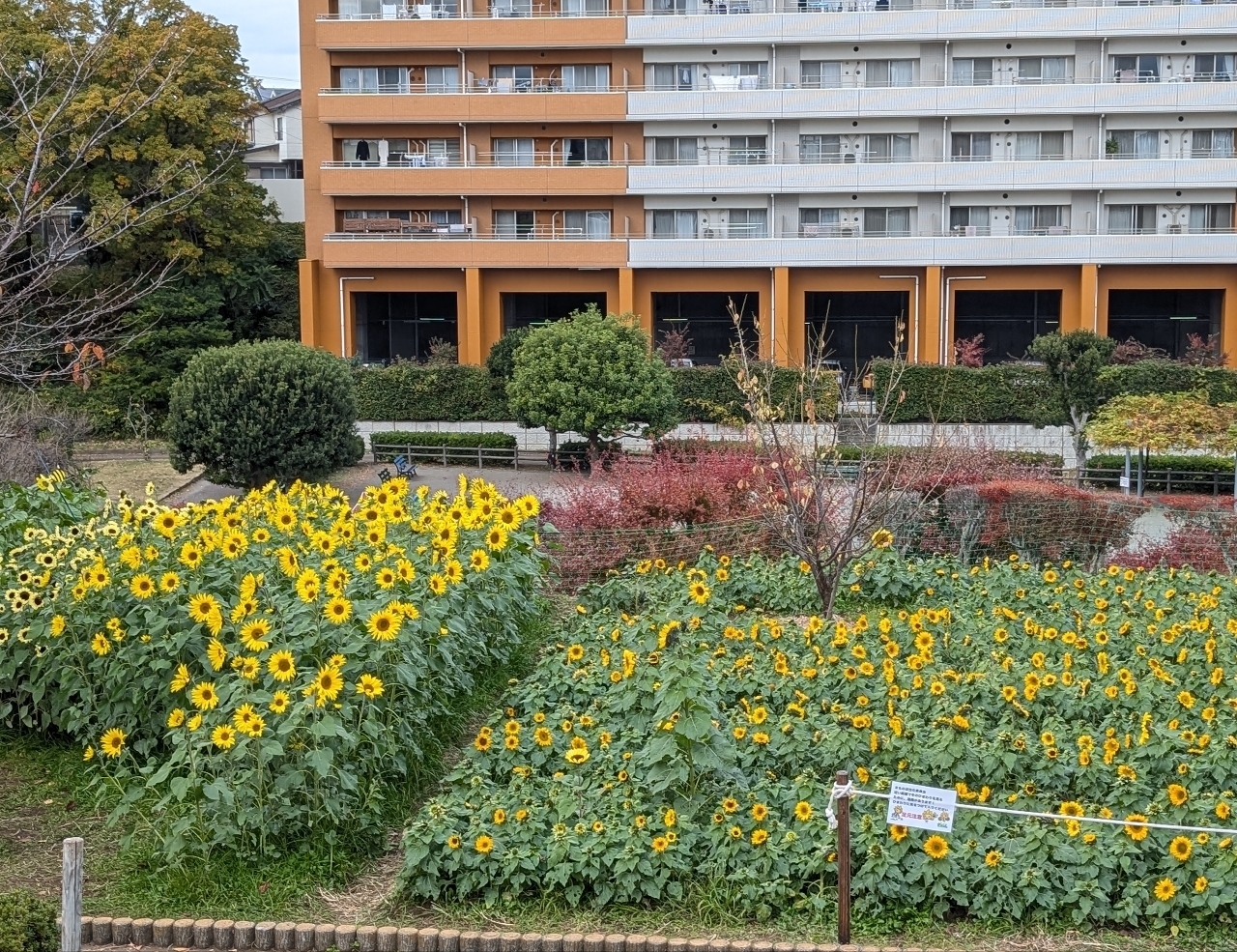 Pさんが投稿したかにが沢公園に関する口コミの画像