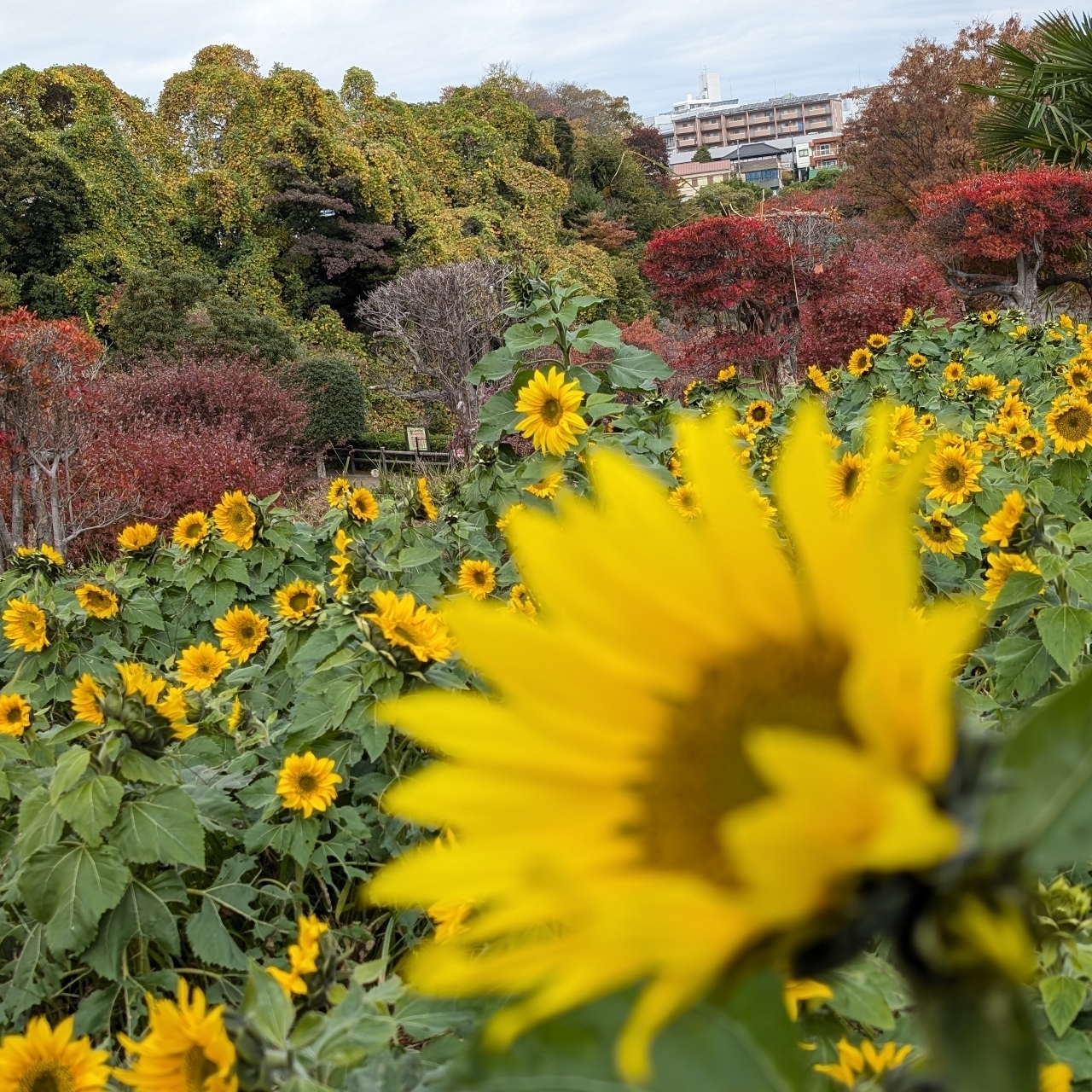 Pさんが投稿したかにが沢公園に関する口コミの画像