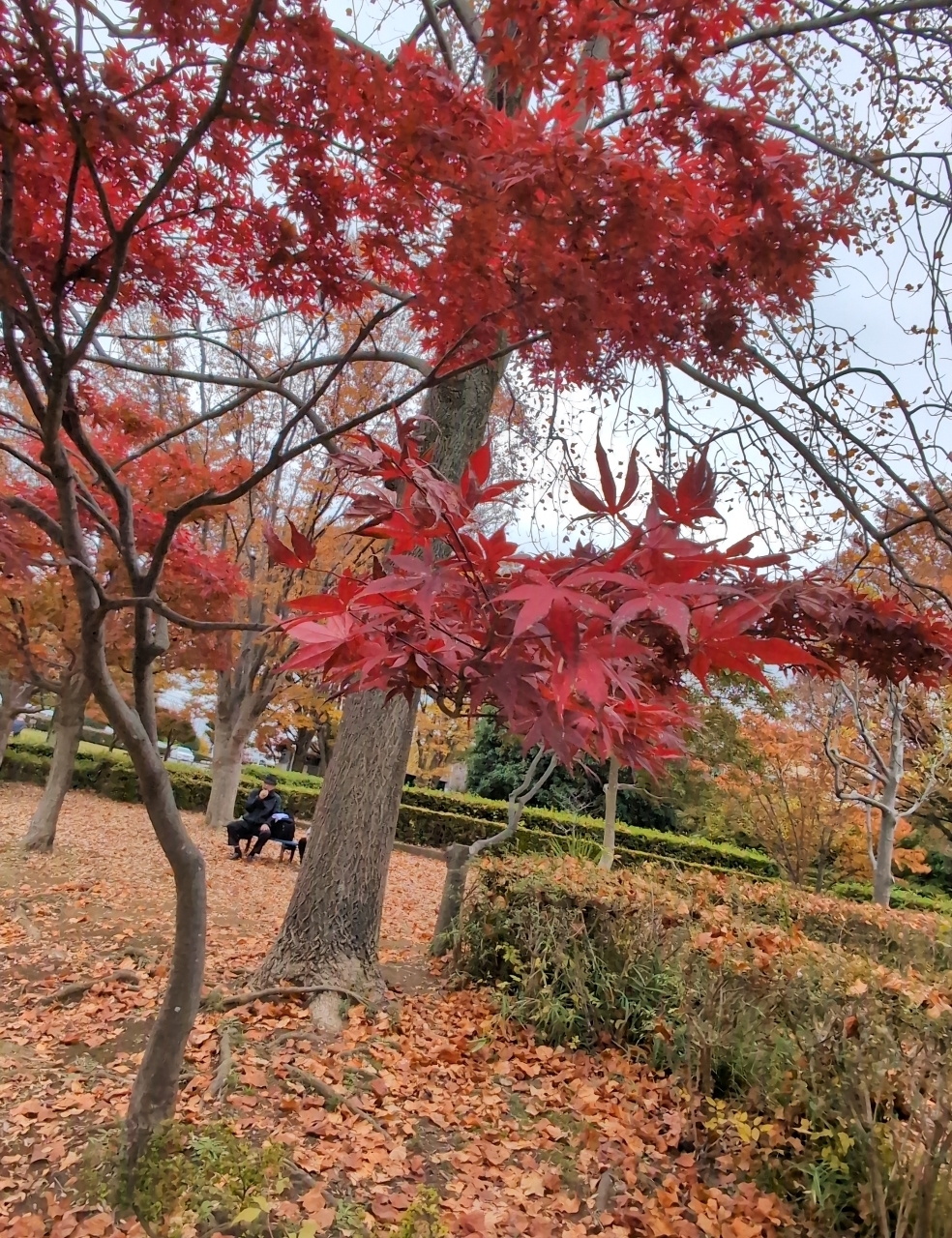 Pさんが投稿したかにが沢公園に関する口コミの画像