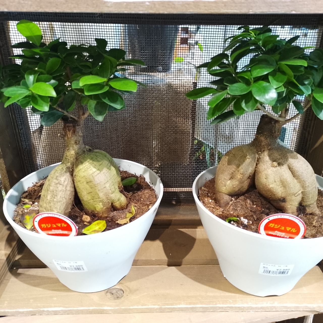 のんびりんこさんが投稿したカインズ 熊谷籠原店に関する口コミの画像