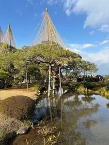 兼六園菊桜(兼六園）