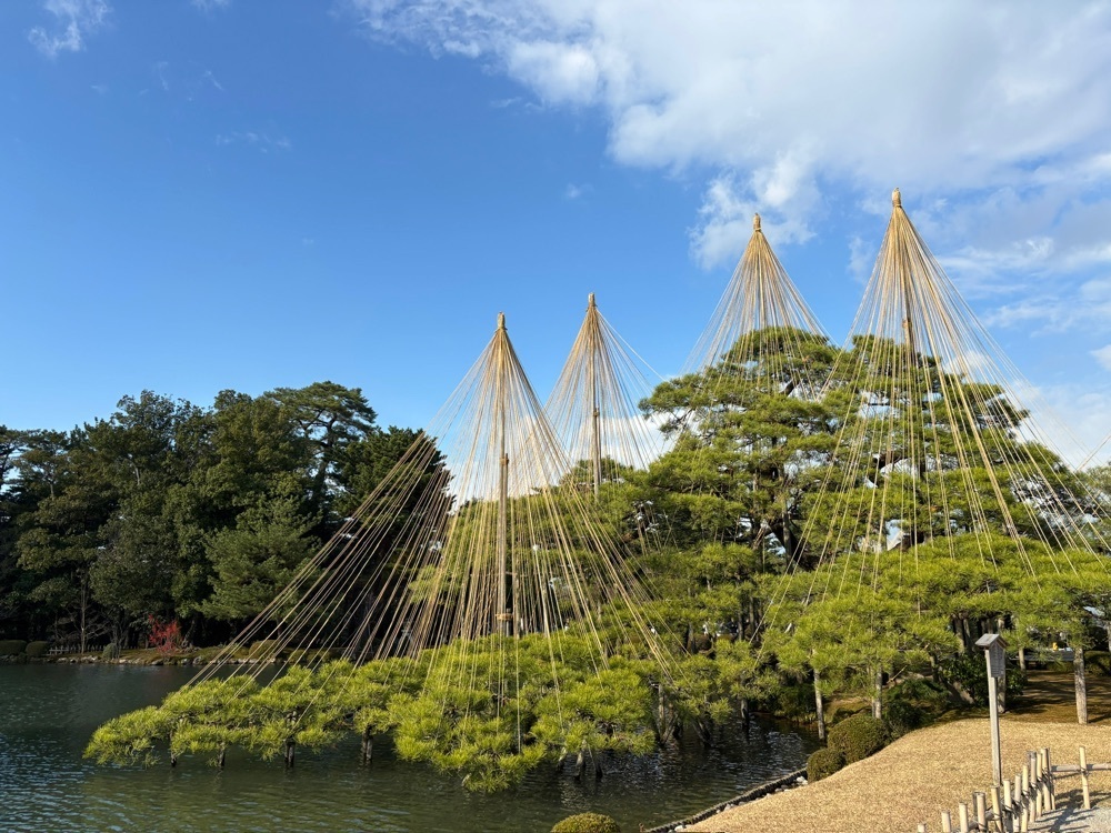 らぐ🏉🍺ビアさんが投稿した兼六園菊桜(兼六園）に関する口コミの画像