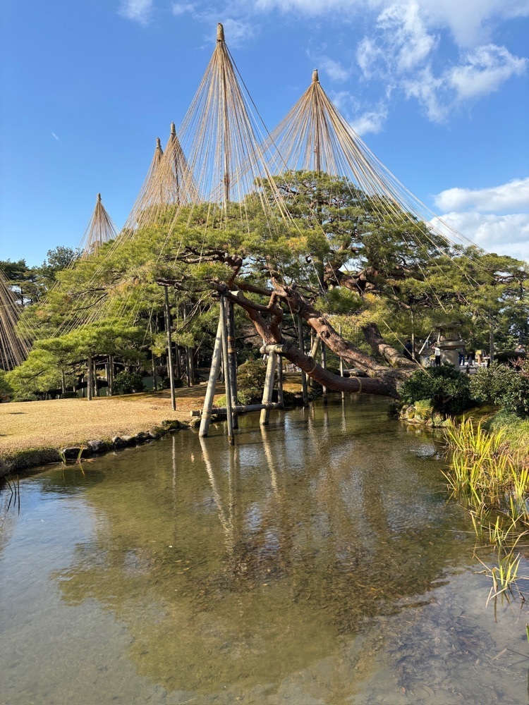 らぐ🏉🍺ビアさんが投稿した兼六園菊桜(兼六園）に関する口コミの画像