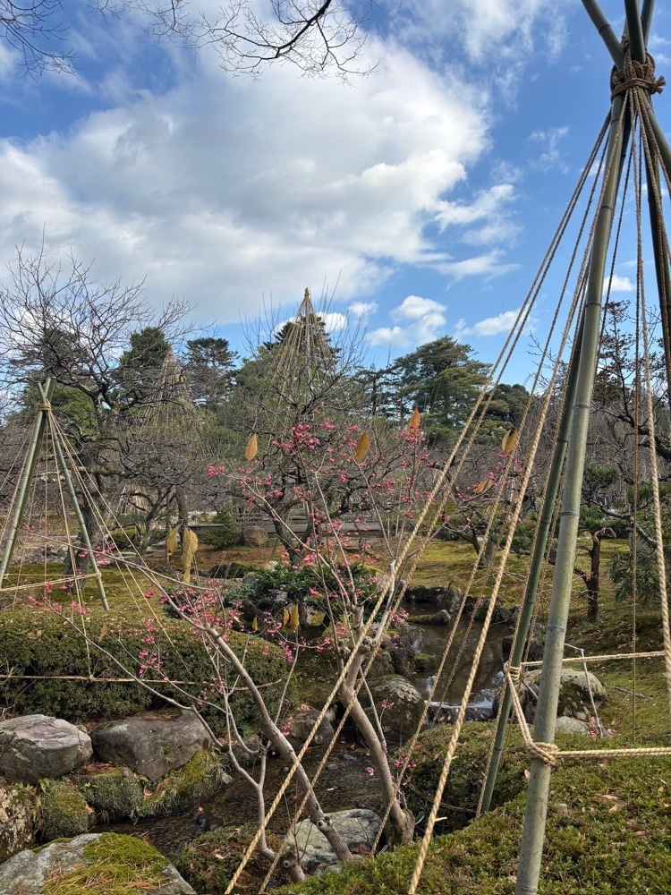 らぐ🏉🍺ビアさんが投稿した兼六園菊桜(兼六園）に関する口コミの画像