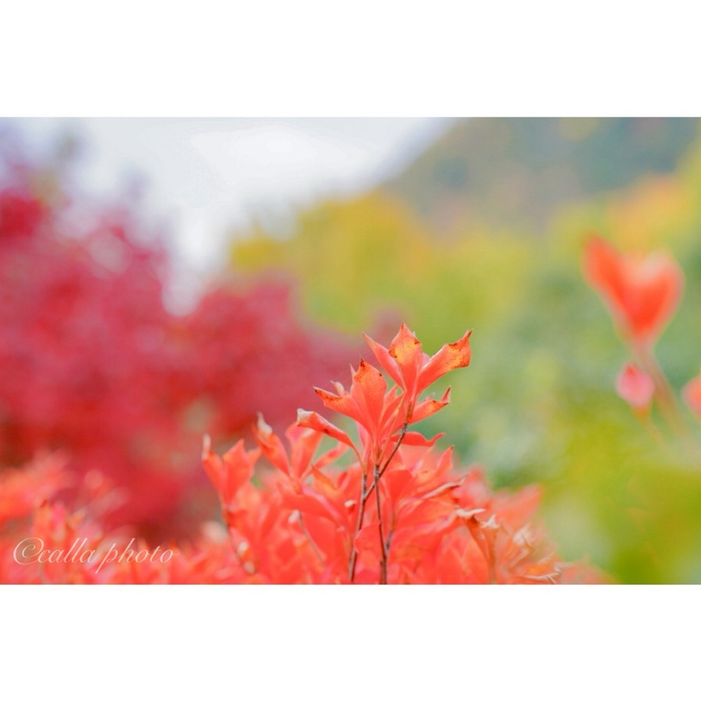 urban_garden_243aさんが投稿した光悦寺に関する口コミの画像