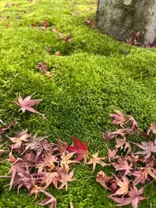 中村軒