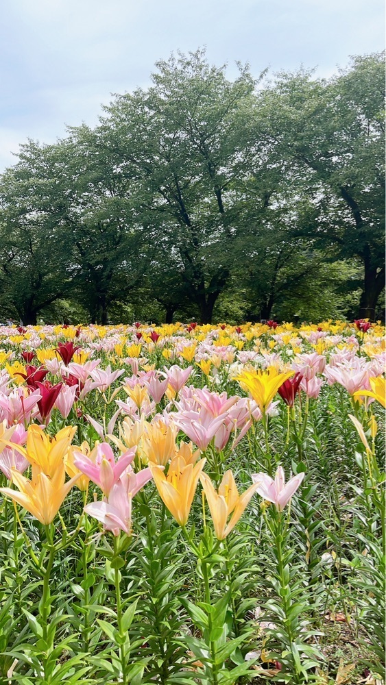 みかんさんが投稿した深谷駅に関する口コミの画像