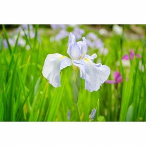 卯辰山花菖蒲園