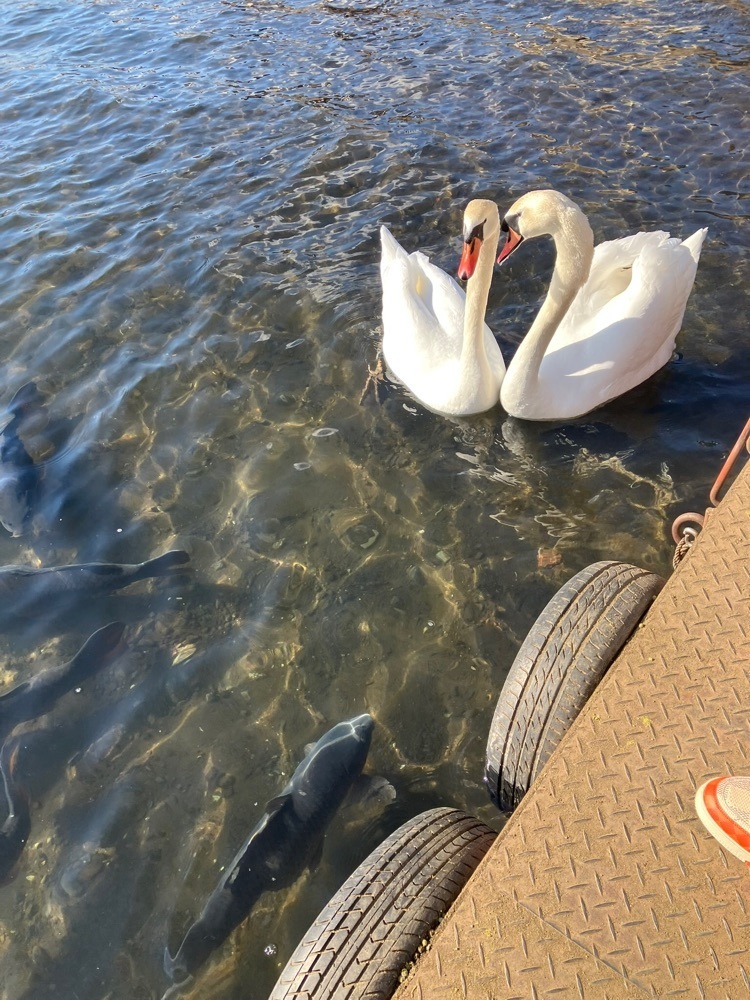 Nさんが投稿したFISHING HOUSE なぎさに関する口コミの画像