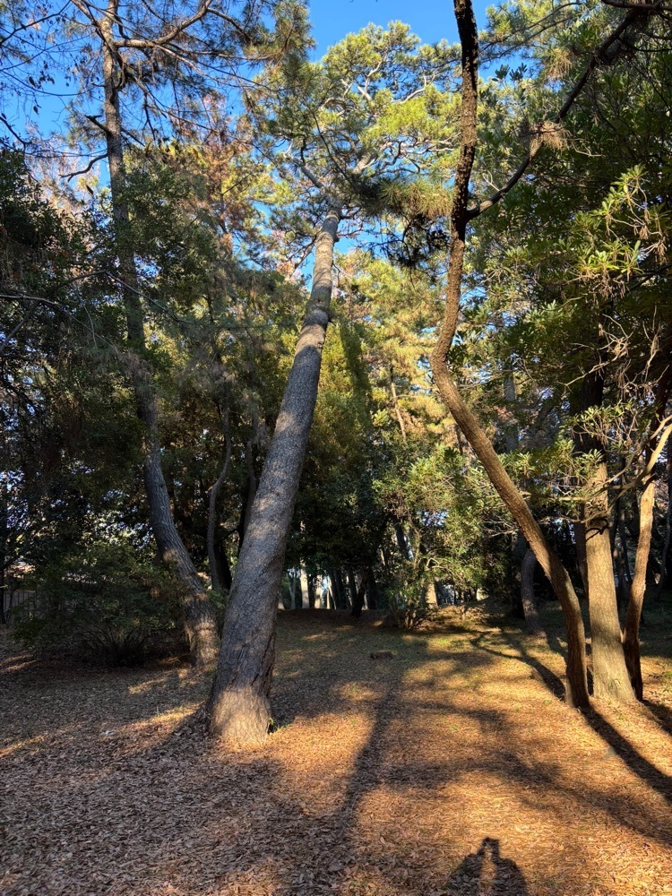 ぱっつんさんが投稿した沼津御用邸記念公園に関する口コミの画像