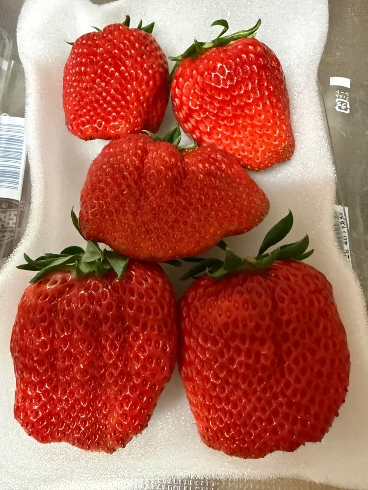 hirokororinさんが投稿した早川農園に関する口コミの画像