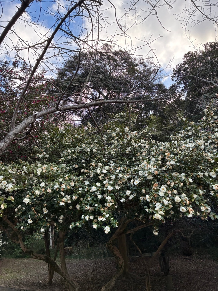 ゴンさんが投稿した琴弾公園に関する口コミの画像