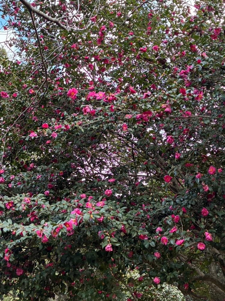 ゴンさんが投稿した琴弾公園に関する口コミの画像