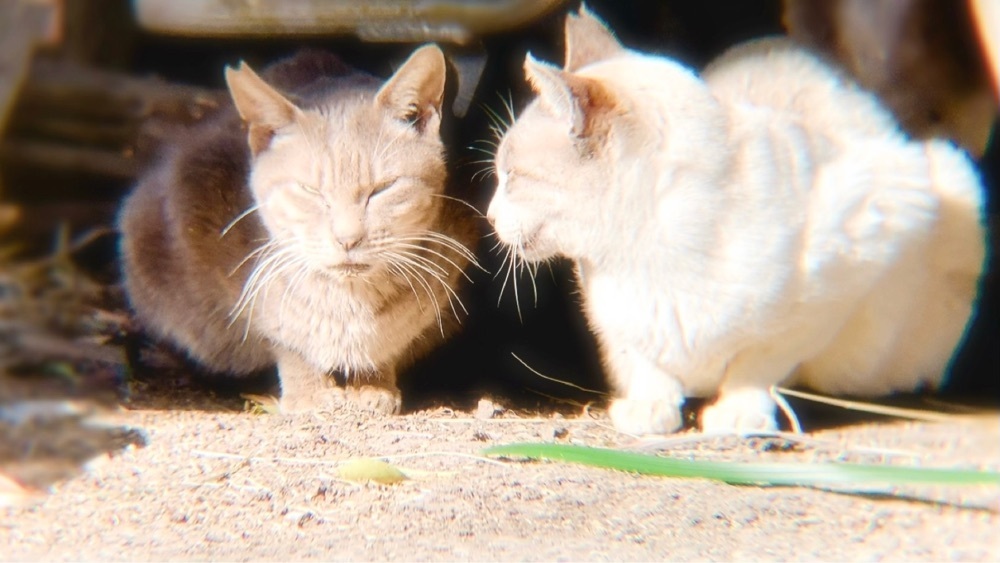 兎きち さんが投稿した天ケ城公園に関する口コミの画像