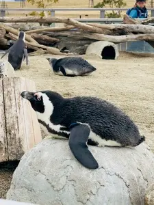 うみの杜水族館 ウミモリショップ（うみの杜水族館 umimori shop）
