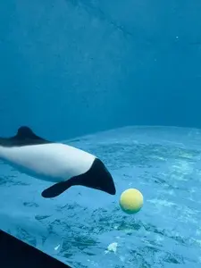 うみの杜水族館 ウミモリショップ（うみの杜水族館 umimori shop）