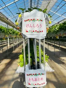 Mori's Farm