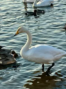 多々良沼公園