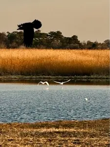 ガバ沼の白鳥