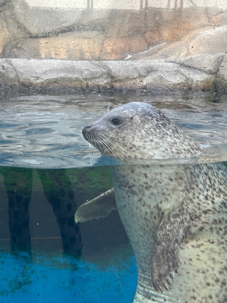 かめ_メグミさんが投稿したワクワク オーシャン（wakuwaku ocean）に関する口コミの画像