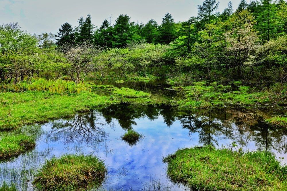 まさまさ　さまさんが投稿した沼ッ原湿原に関する口コミの画像